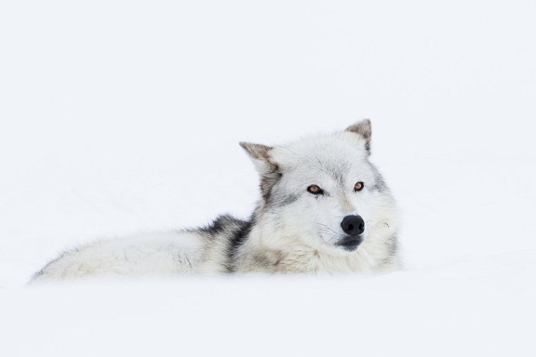 23 West-Yellowstone, wolf.jpg